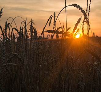wheat field sunrise