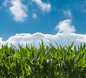 Corn Fields Blue Skies