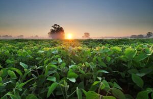 agricultural crops at sunrise