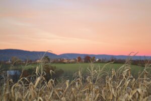 morning farm scene