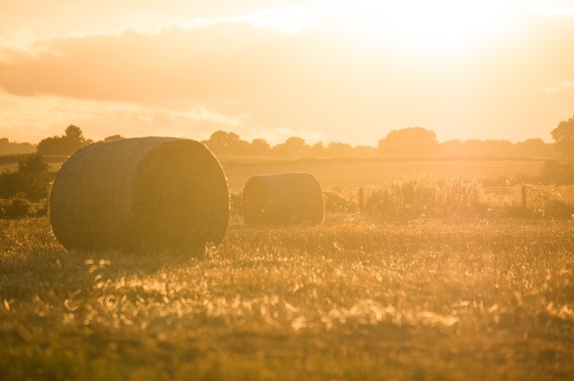 rolled hay bales
