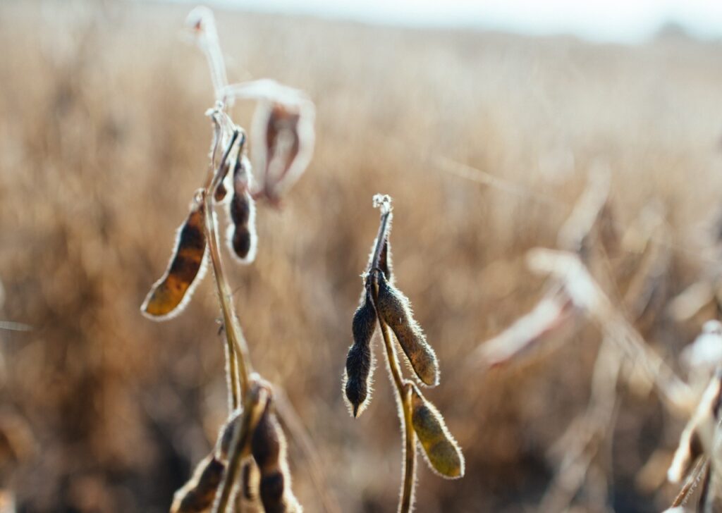 Soybean pods