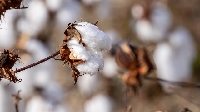 Downward Track in Cotton Resumes - Cotton Bolles 