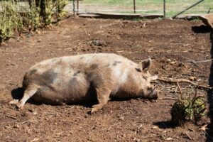 Hog lying down