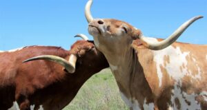longhorn cattle