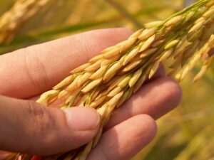 wheat grains