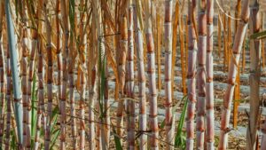 sugar cane