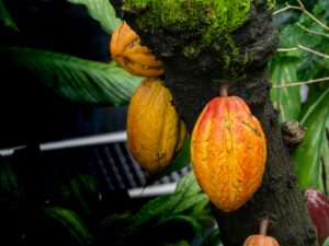 Cocoa pods