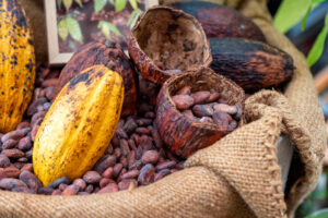 cocoa pods and beans