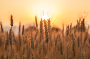 Sunset over wheat field